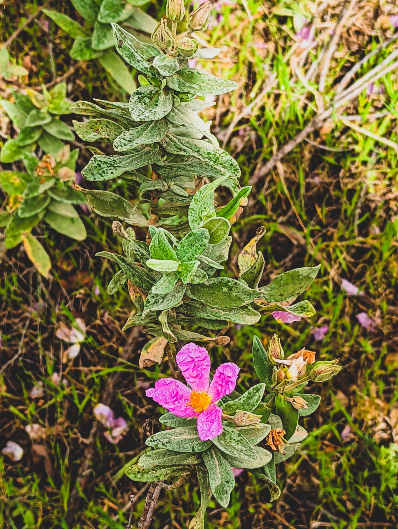 Local hiking Marxuquera